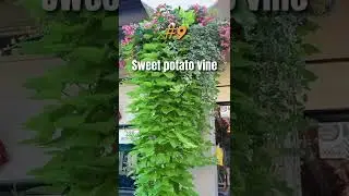 Low light and low care hanging plants 