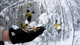 Ewan Dobson - Dark-Eyed Junco/Starlings/Woodpeckers/Goldfinches [Hand-Feeding]
