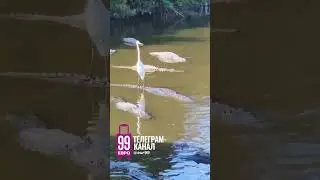 Аист на крокодиле😂🤣 