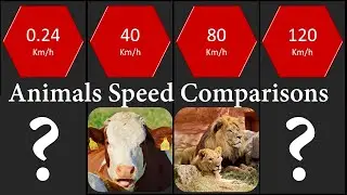 Speed Comparison: Lowest to Fastest Land Animals In The World