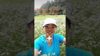 HÁI HOA VỀ LÀM TRÀ .