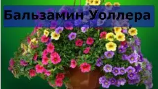 Бальзамин Уоллера посев семян. Март 2017