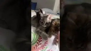 lovely kitten#kitten #kitty #pets #cat #catlover #kittycat #lovelypets #catgame