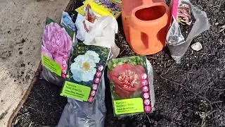 Правила посадки пионов весной.м-н ДАЧА г.Каменск-Уральский.12.04.2024 г.