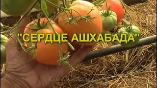 АВГУСТ Начинаем сбор семян.  Сердце Ашхабада