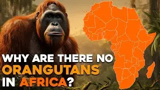 Why Are There No Orangutans in Africa?