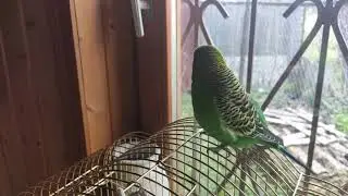 Прикольно говорящий #попугай Триша, Дай поцелую))) видео 5