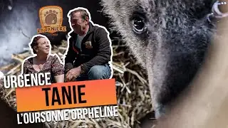 URGENCE - TANIE 🐻💔 L'OURSONNE ORPHELINE