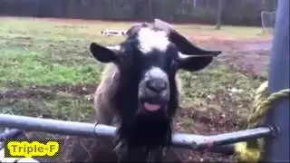 did you get the message of this goat?