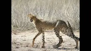 Today's cool, cheetah, awesome big cat