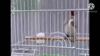 Пение седоголового щегла. 😻😻