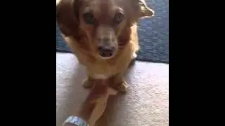 Chiweenie hand shake
