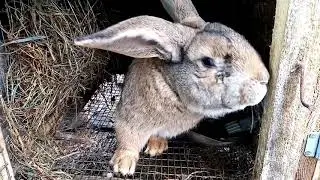 Разведение кроликов. Окролы крольчих.  Время охоты самок.