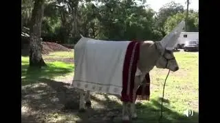 Holy COW !!!!