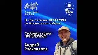Воспитание или дрессура? Что необходимо для комфортной жизни с собакой?