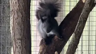 Белки на даче.  Конец календарной зимы