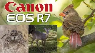 Canon R7 Wildlife & Macro Photography RF 800, 100 Macro & 100-500 Lenses!