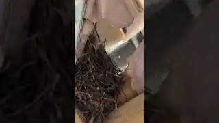 Baby birds cry for food in unison! #shorts #birds