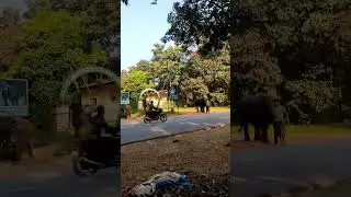 Sakrebail elephant camp