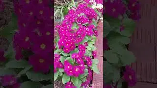 Мой сад 11 мая