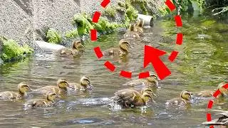 Duckling separated from its mother runs on the water