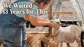 We Finally Got Dairy Goats! (First Milking, Homemade Cheese, and More)