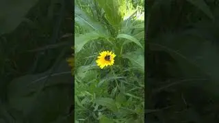 ОДУВАНЧИКИ И ШМЕЛЬ