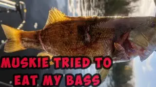 Muskie tried to eat my bass