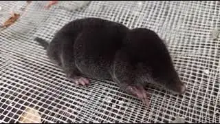 Танцующий пасечный крот