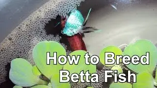 How To Breed Betta Fish (Picture)
