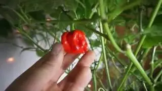 Homemade Hydroponics System | Deep Water Culture | Super Hot Pepper Grow #7 | Hot Peppers | LED Grow