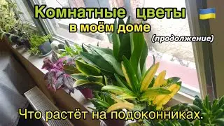 ❄️Зимний ОБЗОР комнатных РАСТЕНИЙ. Часть 2  - Что растёт на подоконниках / Украина 2023