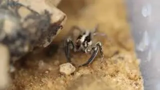macro - jumping spider