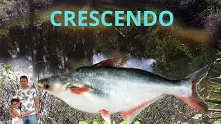 MANHÃ TRANQUILA NO INTERIOR ALIMENTANDO OS PEIXES