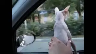 Кошка в шоке