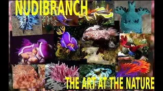 😱🐟🐠NUDIBRANCH (SEA SLUGS) YOU CAN'T BELIEVE¡¡  SO MUCH BEAUTY 😱🐟🐠 BABOSAS MARINAS DEMASIADO BELLAS😱🐟