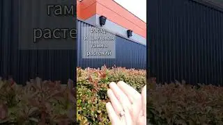 Как обыграть цвет фасада? 88 идей для сада на моём канале!