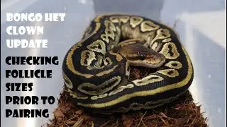 Bongo Het Clown Update & Checking Follicles Prior to pairing