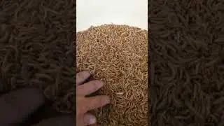Mealworm. What's next?