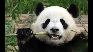 Chengdu trip - December 2017 (3 days)