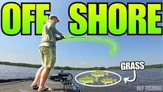FOUND SCHOOLING BASS in Offshore Grass!