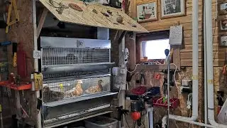Клеточное содержание кур в доме, БЕЗ ЗАПАХА! Домашняя ферма с 