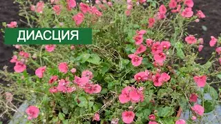 ДИАСЦИЯ
