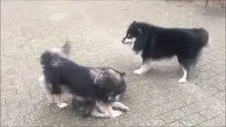 9 jaar samen, Rowan en Bosco, onze Finselappenhonden