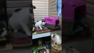 Помощь приюту всегда актуальна 💞 Карта сбербанка к номеру 89513221212