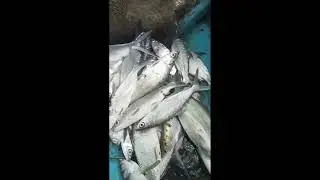 panen ikan bandeng jumbo