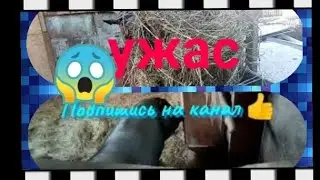 ЧП в сарае😱