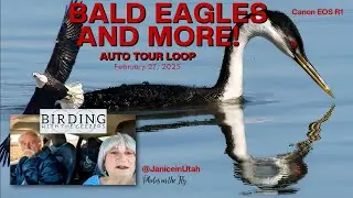 Bald Eagles and More!