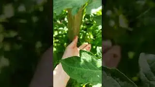 огород//укроп//зарасли