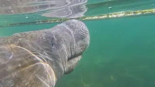 Wild Manatee plays with a rope he found! #4k #beautiful #nature #pleasesubscribe #animals #wildlife